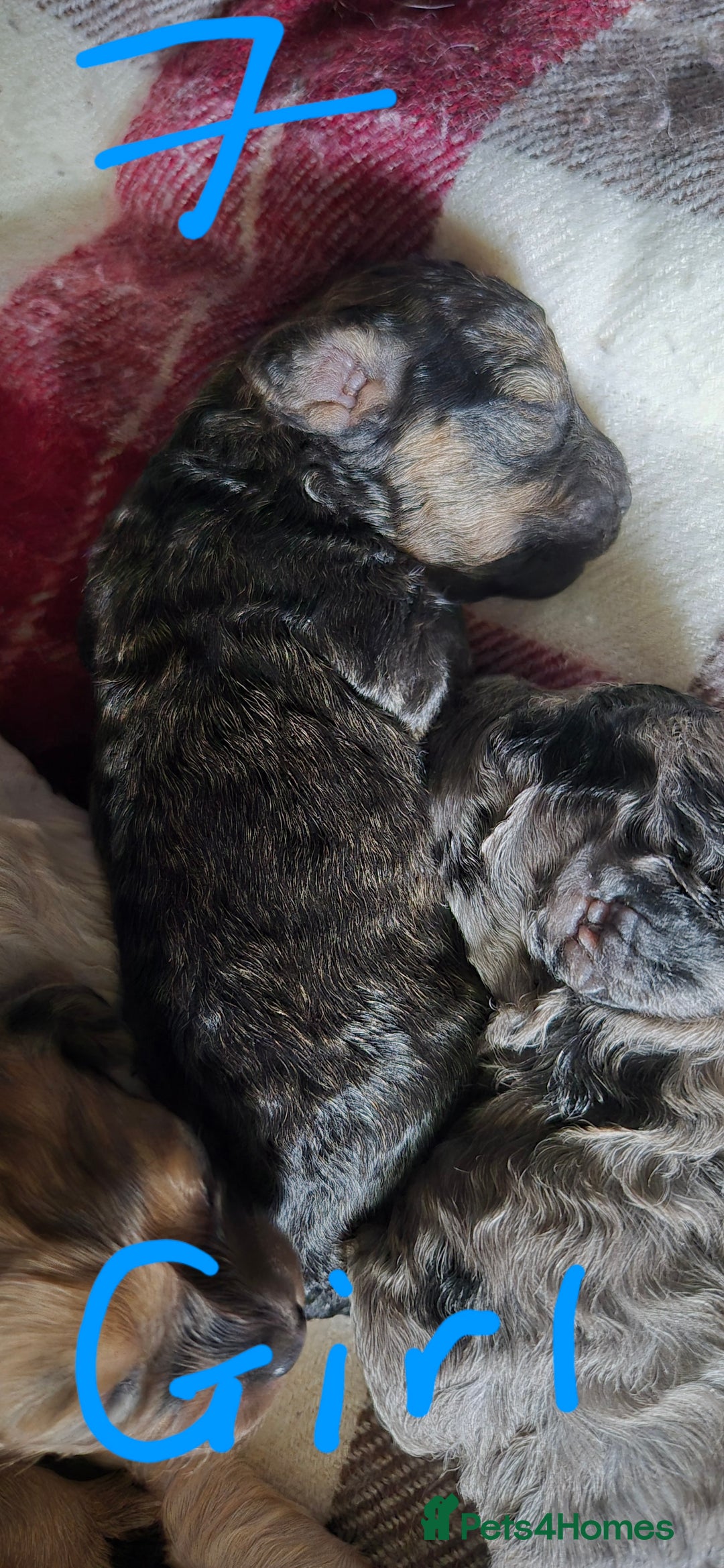 Mixed Breed dogs for sale: Gorgeous cavapoochon puppies - Image 21