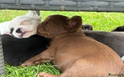 French Bulldog dogs for sale: *Fluffy French Bulldog Pups-4 reserved* - Image 31