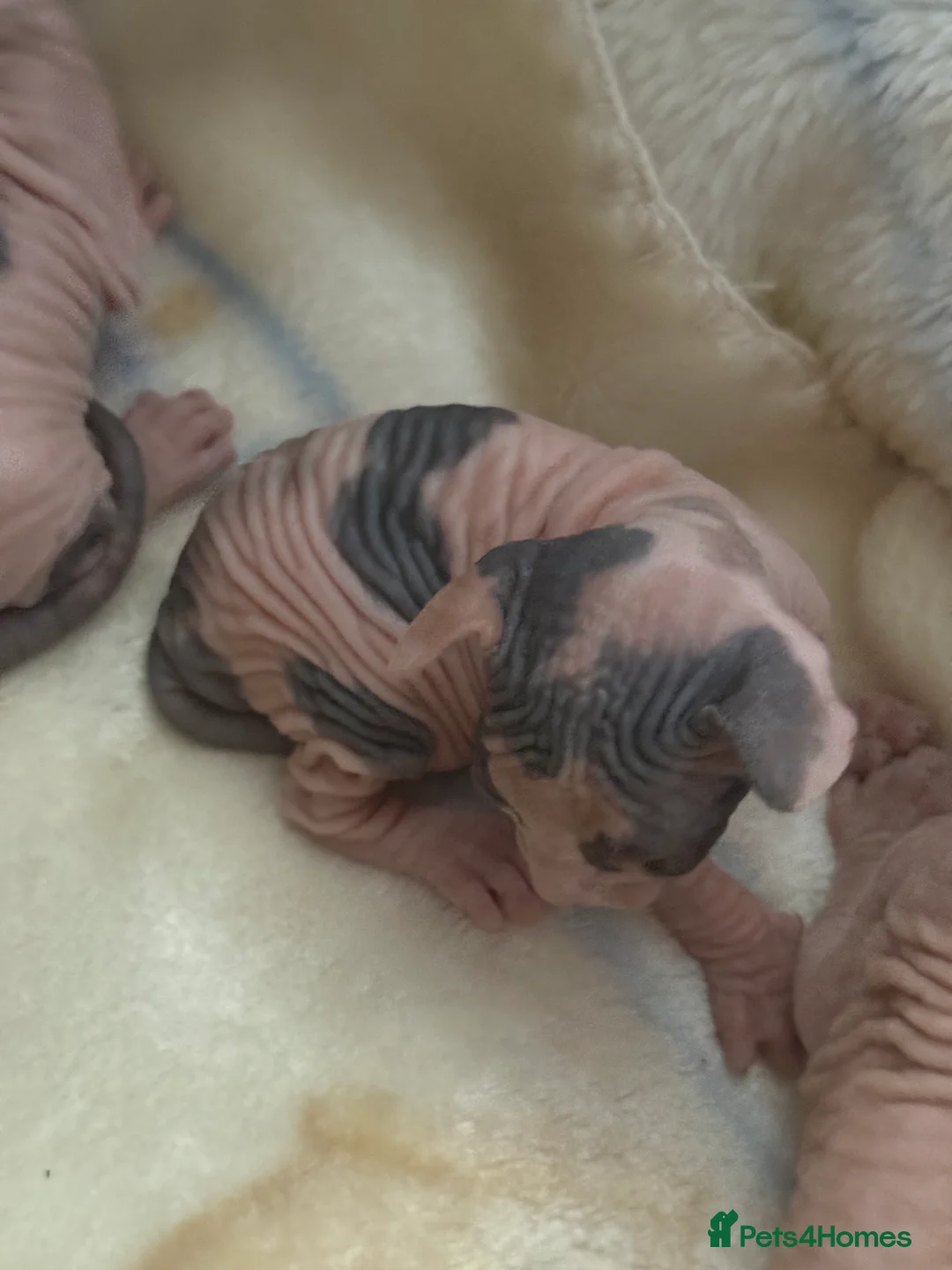 Sphynx cats for sale: sphynx kittens for reservations  - Advert 2