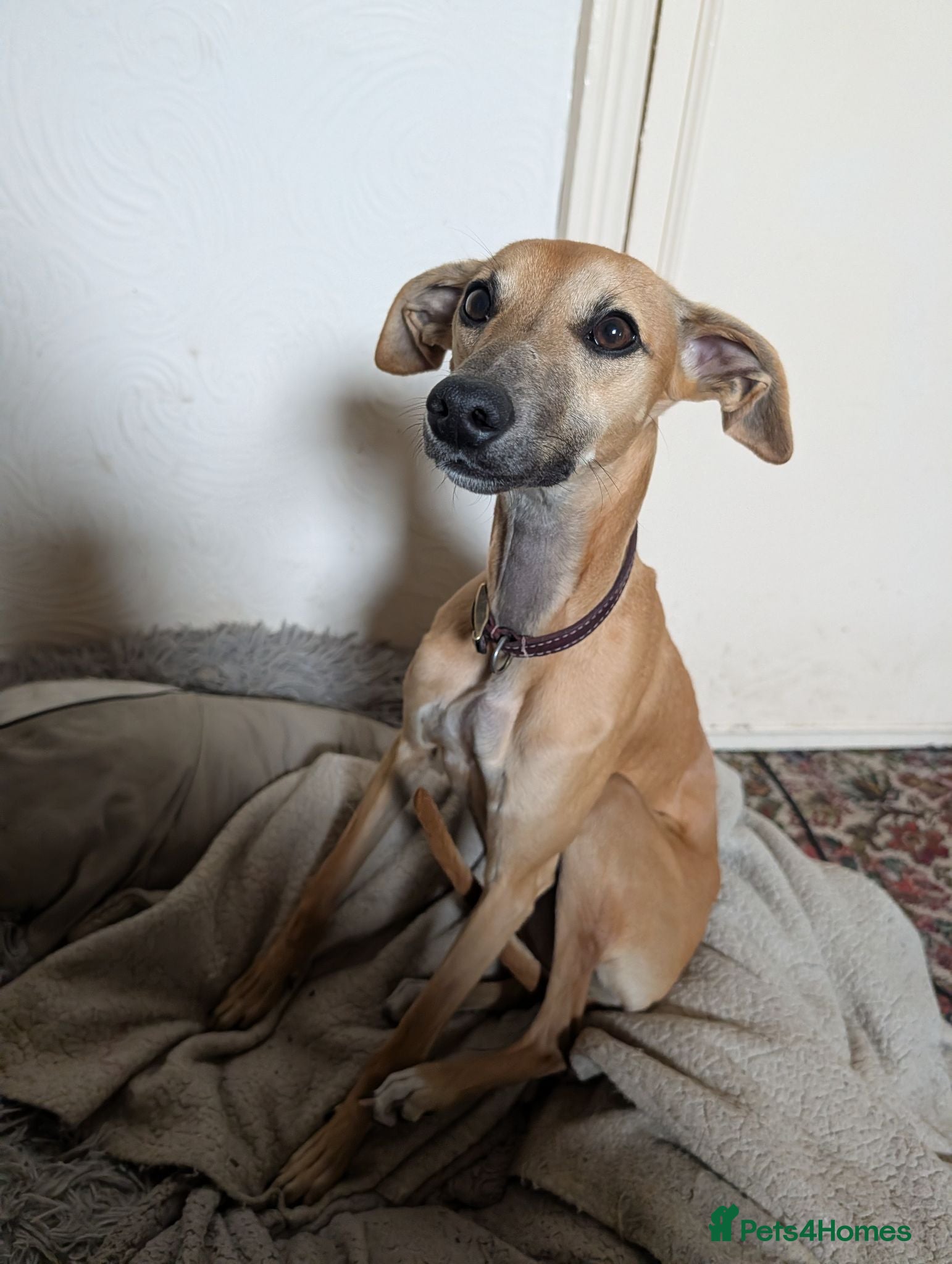 Whippet dogs REHOME - POPPY WHIPPET GIRL - Advert 1