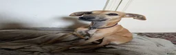 Whippet dogs for sale: REHOME - POPPY WHIPPET GIRL - Advert 1