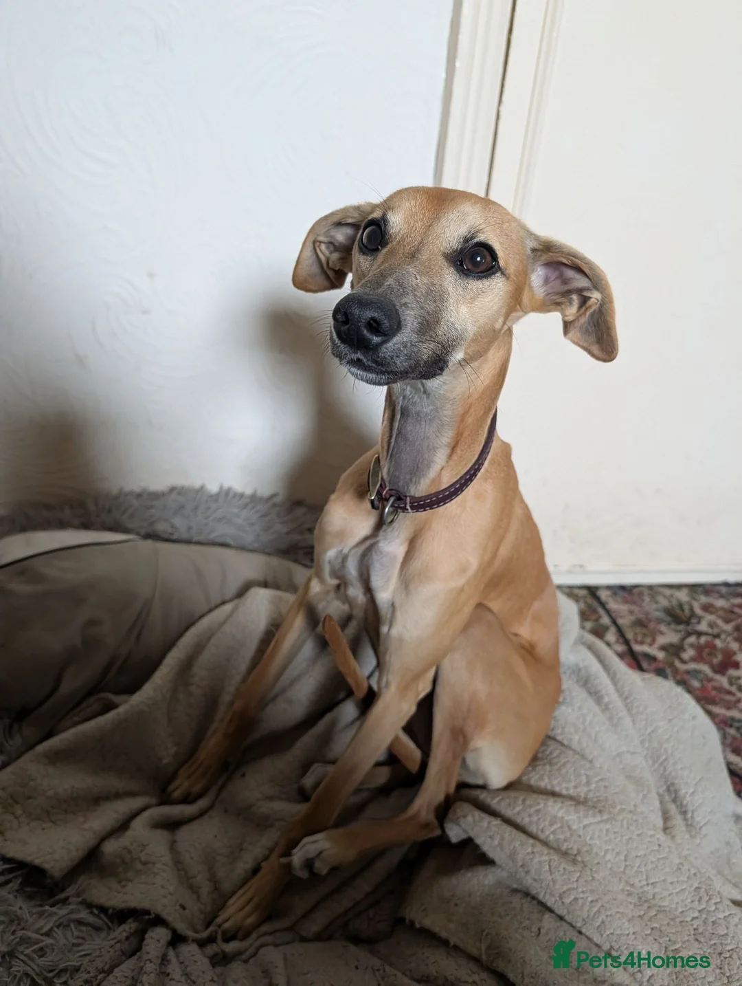 Whippet dogs for sale: REHOME - POPPY WHIPPET GIRL - Advert 1