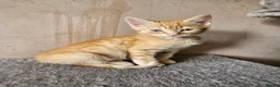 Mixed Breed cats for sale: 1 ginger male and 1 grey female kitten - Advert 4