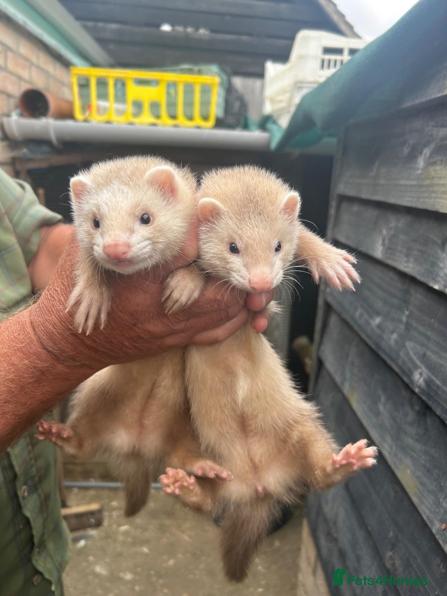 Ferret rodents Female Jill’s  - Advert 6