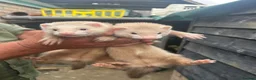 Ferret rodents for sale: Female Jill’s  - Advert 1