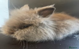 Lionhead rabbits for sale: Cute fluffy lionhead rabbits for sale!!! - Image 8