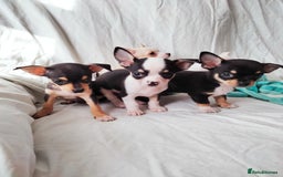 Chihuahua dogs for sale: Gorgeous Baby Chihuahua puppies  - Image 15