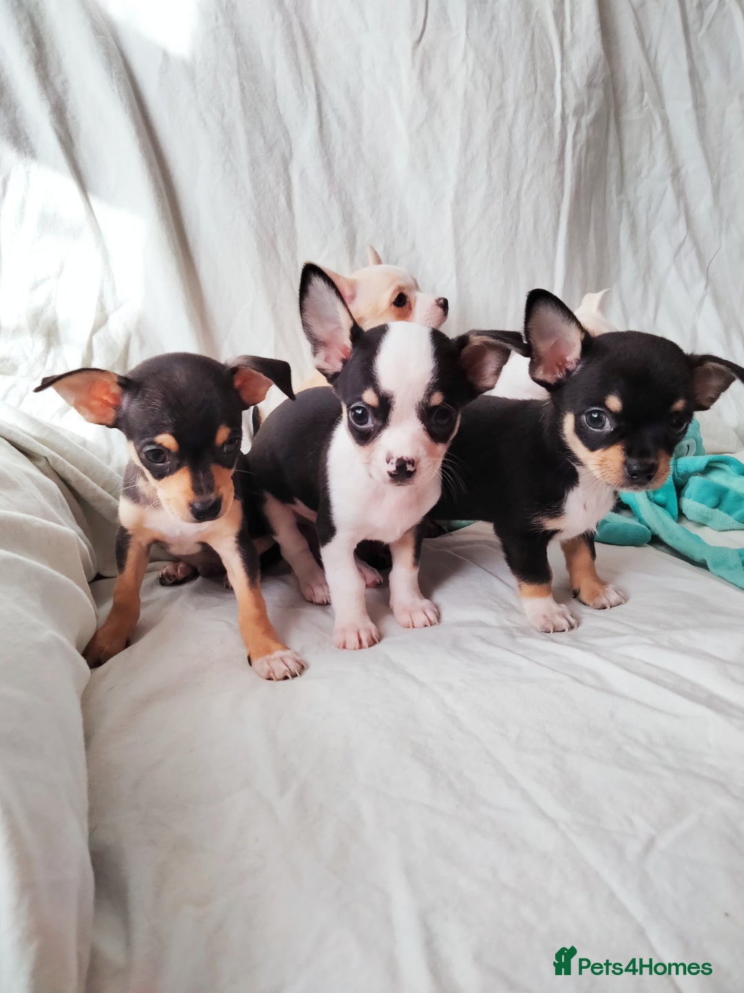 Chihuahua dogs for sale: Gorgeous Baby Chihuahua puppies  - Image 15