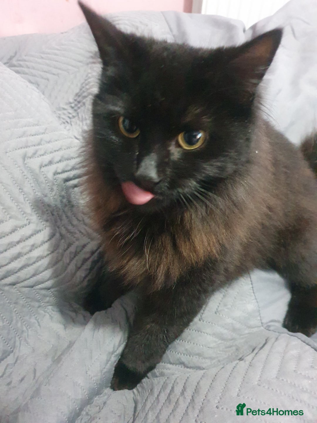 Mixed Breed cats for sale: Beautiful black cat 1 year old read description 🙏 - Advert 15