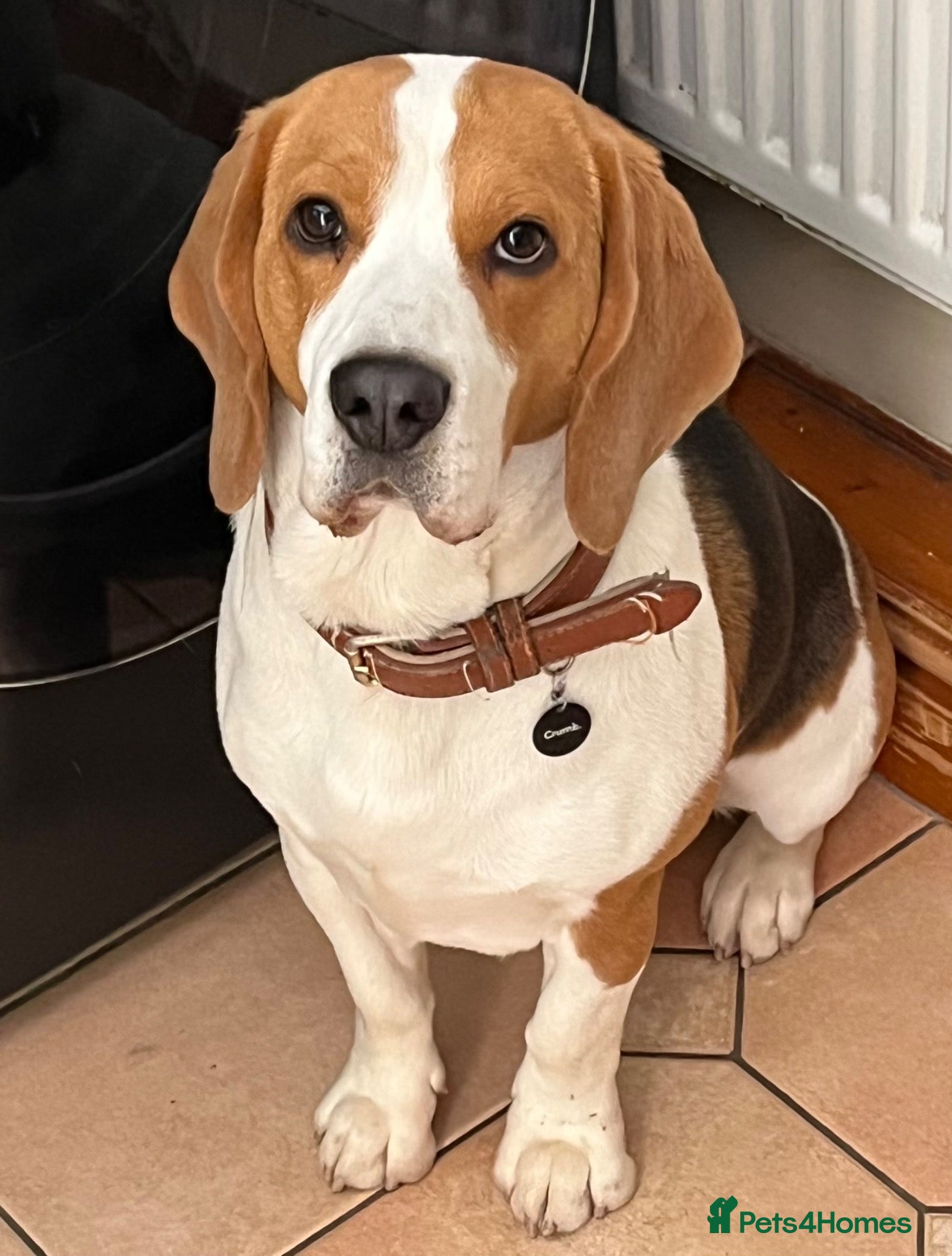 Beagle dogs Tri Beagle for sale - Advert 11