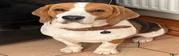 Beagle dogs for sale: Tri Beagle for sale in Colwyn Bay - Advert 1