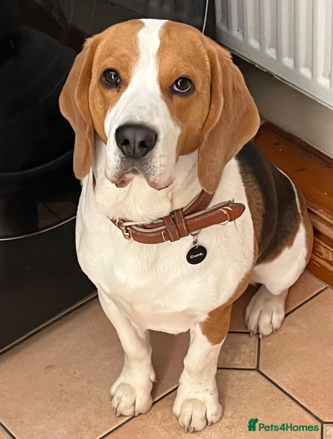 Beagle dogs for sale: Tri Beagle for sale in Colwyn Bay - Advert 1