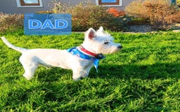 West Highland Terrier dogs for sale: West Highland puppies - Image 8