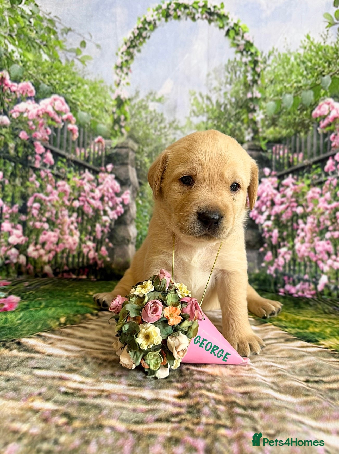 Labrador Retriever dogs Only Three Beautiful KC Boys left  - Advert 2
