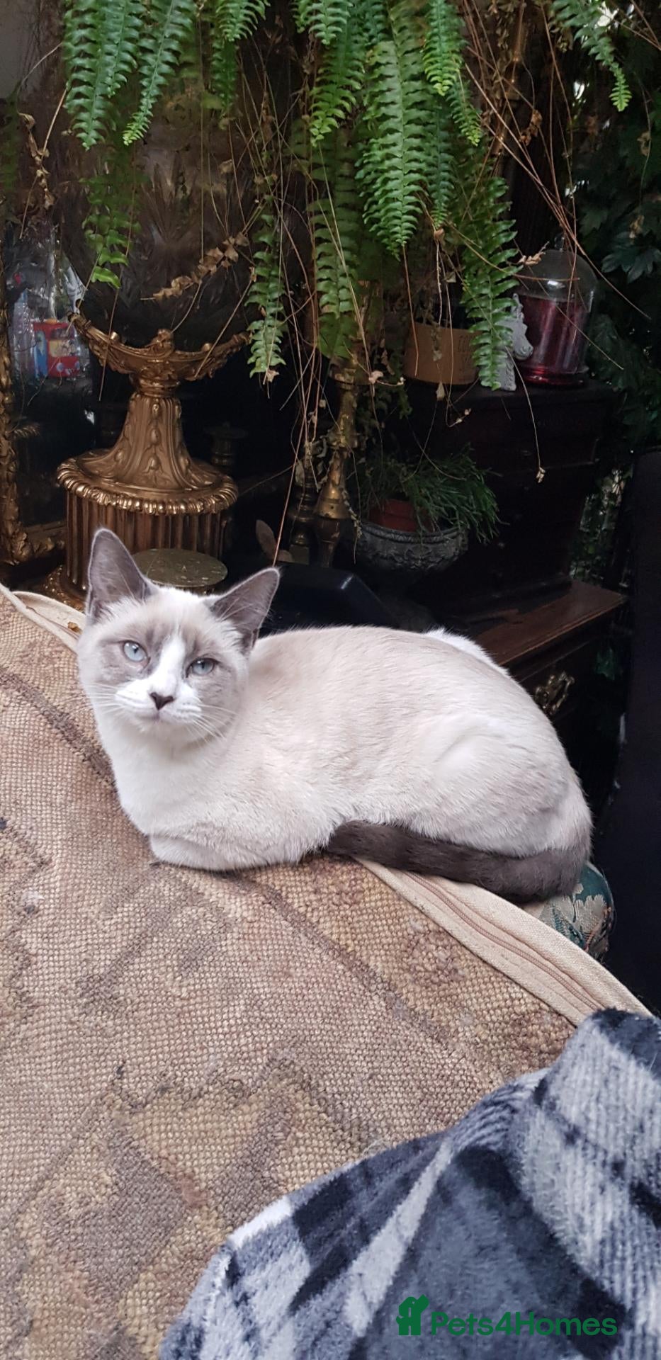 Mixed Breed cats Burmese crossed with Ragdoll  kittens  - Advert 1