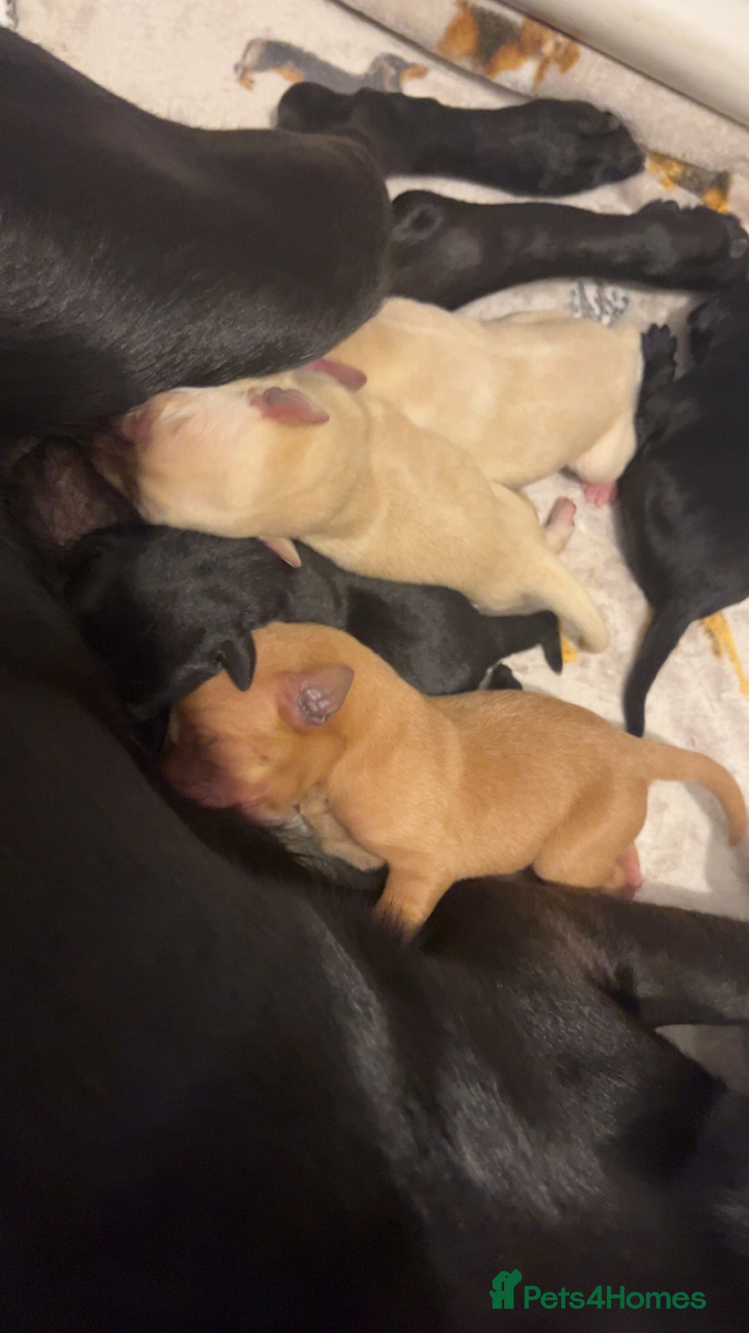 Labrador Retriever dogs for sale: Most beautiful litter of Labradors  - Image 7