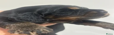 Cocker Spaniel 2