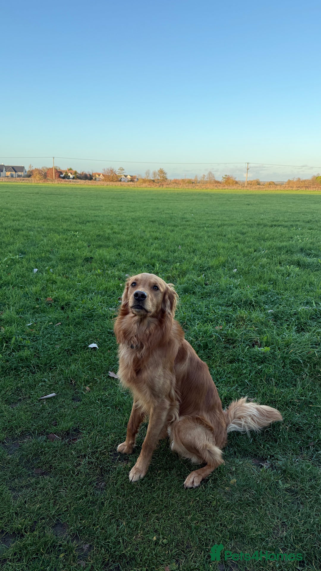 Golden Retriever dogs for stud: Dark red Golden retriever stud - Advert 3