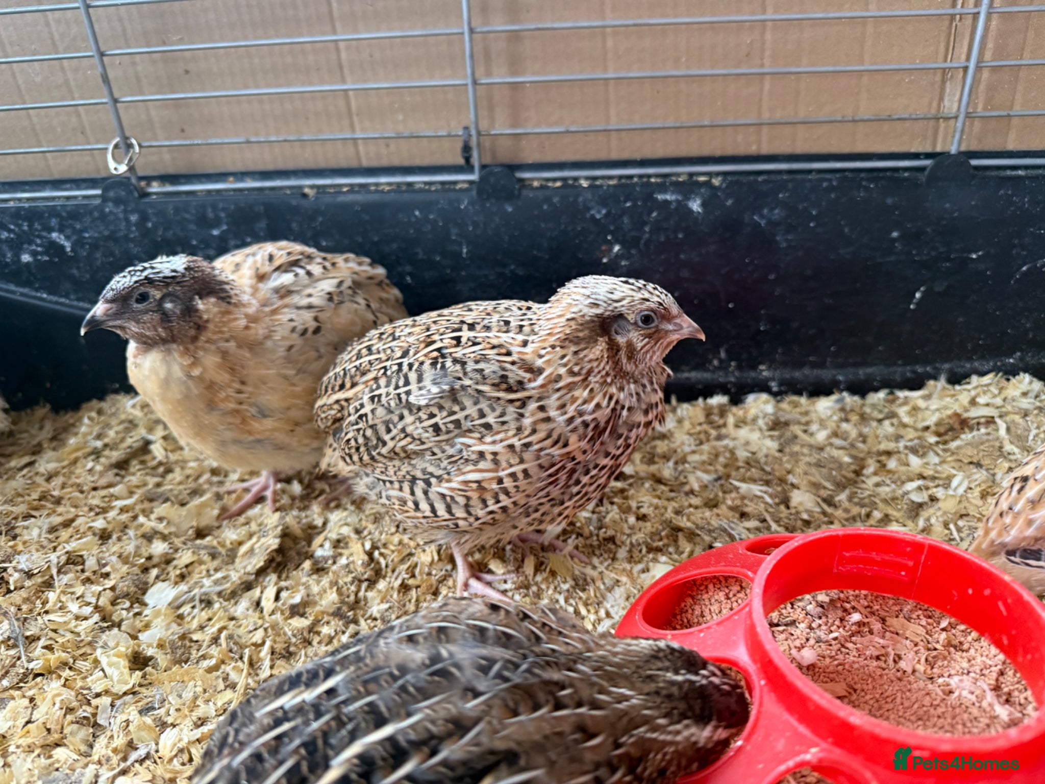 Quail poultry Female Japanese Coturnix Quail young Hens  - Advert 2