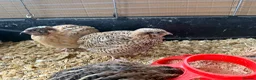 Quail poultry for sale: Female Japanese Coturnix Quail young Hens  - Advert 2