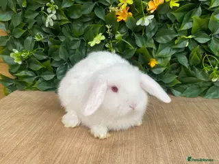 Mini Lop rabbits Mini lop Doe ready now - Advert 4