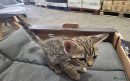 Bengal cats for sale: Pure Bengal kittens  - Image 8