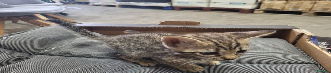 Bengal Kitten 6