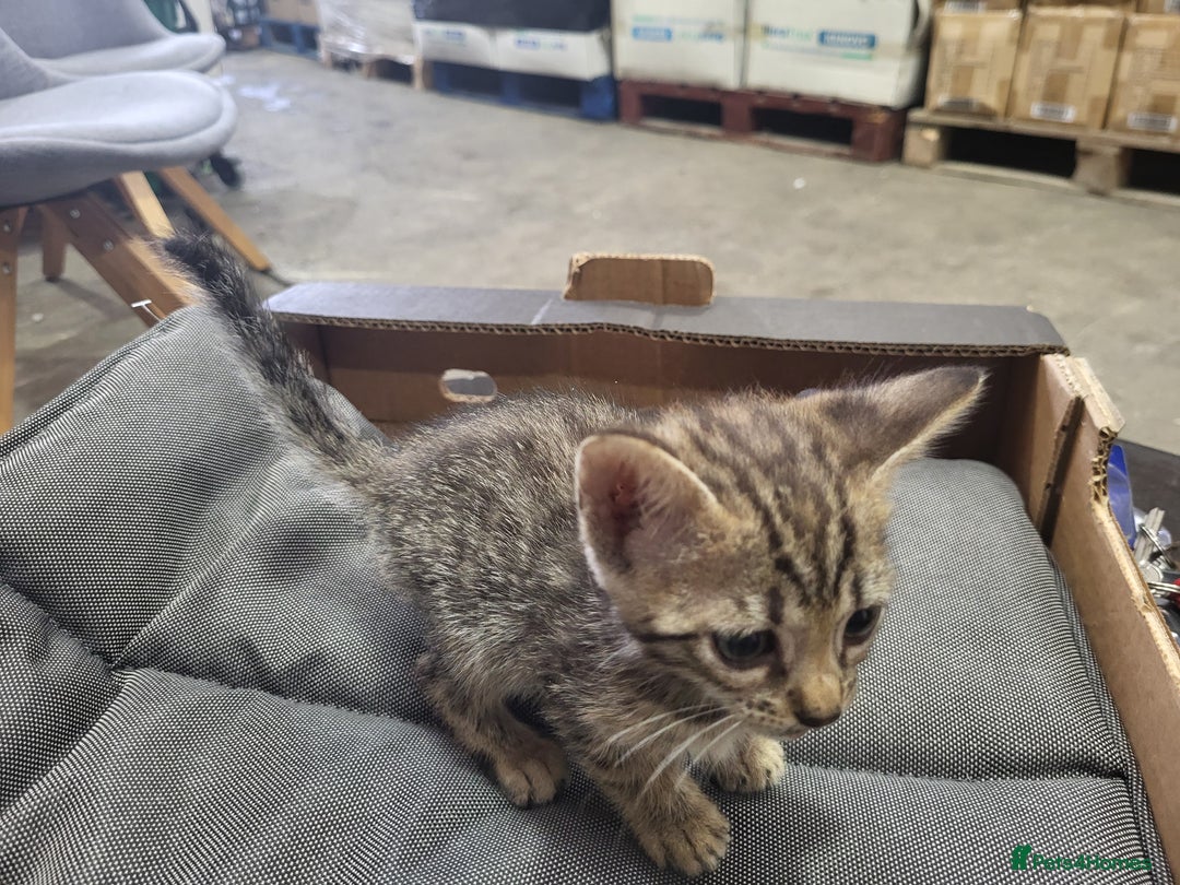 Bengal cats for sale: Pure Bengal kittens  - Image 8