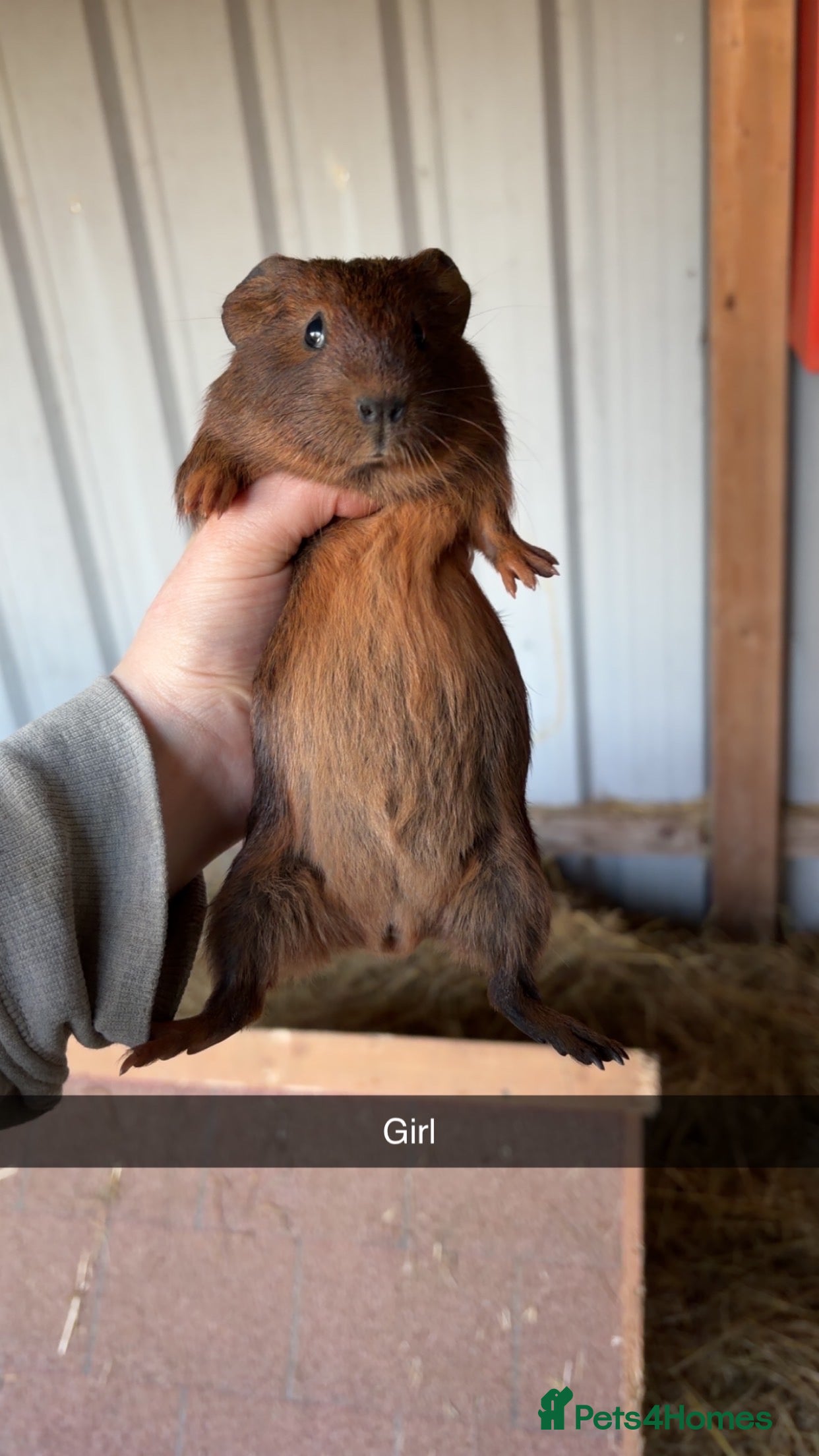 Guinea Pig rodents Male and female guinea pigs  - Advert 3