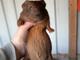 Guinea Pig rodents Male and female guinea pigs - Advert 3