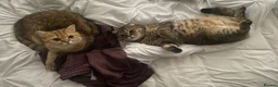 Scottish Fold cats for sale: Two Adorable Brothers Looking For Forever Home - Advert 5
