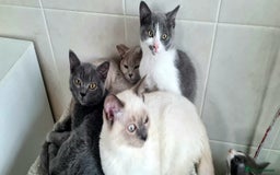 British Shorthair cats for sale: Beautiful Blue British, Lilac, Color point, Tabby  - Image 10