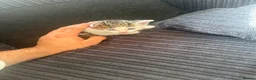 Aegean cats for sale: 3 male greek aegan kitten+one female tuxedo kitten - Advert 5
