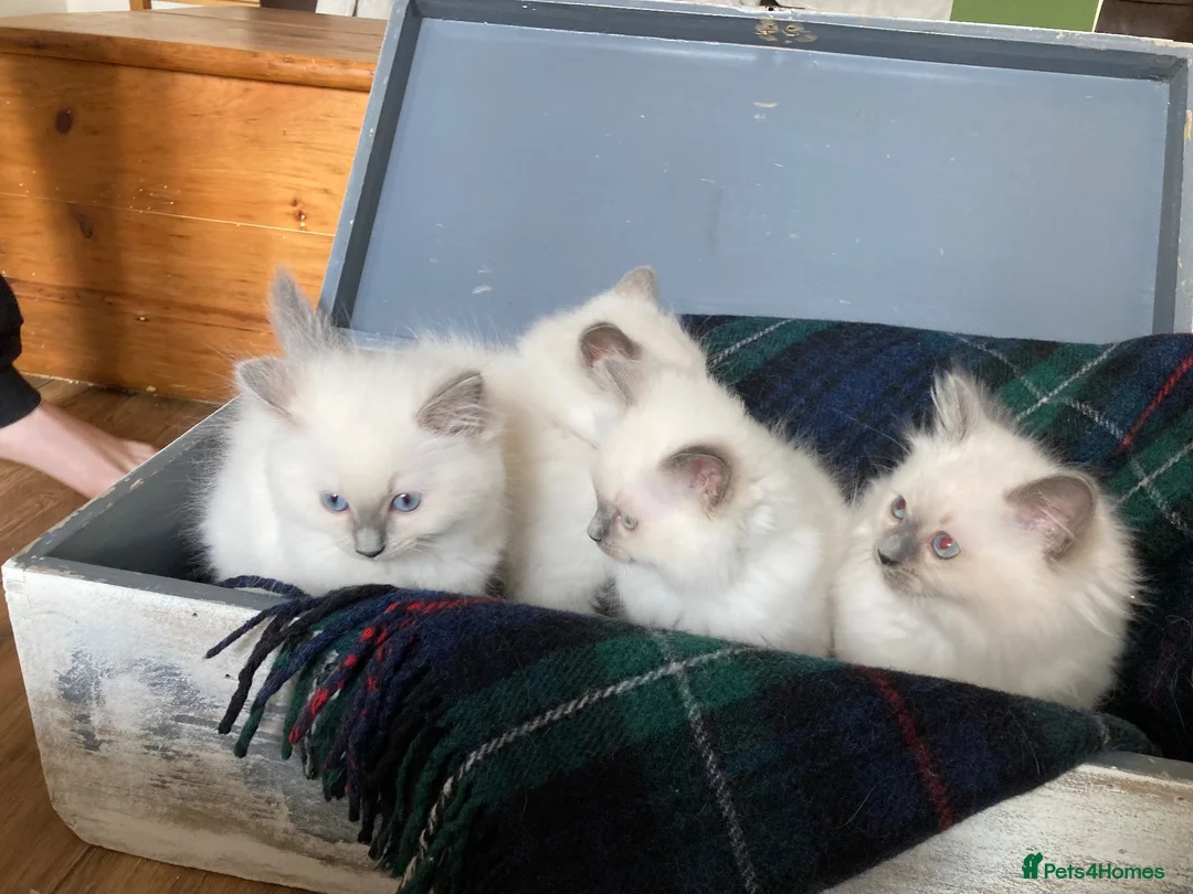 Ragdoll cats for sale: Beautiful Ragdoll Kittens - Advert 2