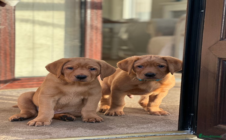 Labrador Retriever dogs - Advert 15