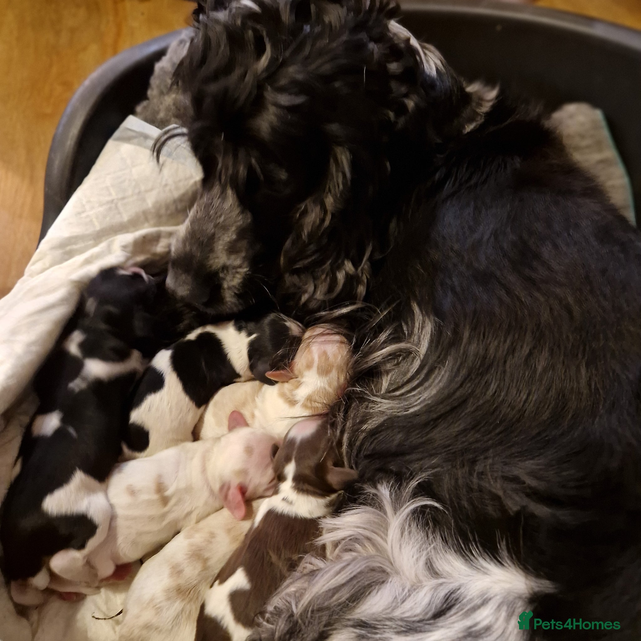 Cockapoo dogs Gorgeous Cockapoo puppies - Advert 2