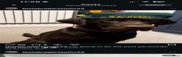 Labrador Retriever dogs for sale: BEAUTIFUL KC CHOCOLATE LABRADOR PUPPIES in Doncaster - Advert 14