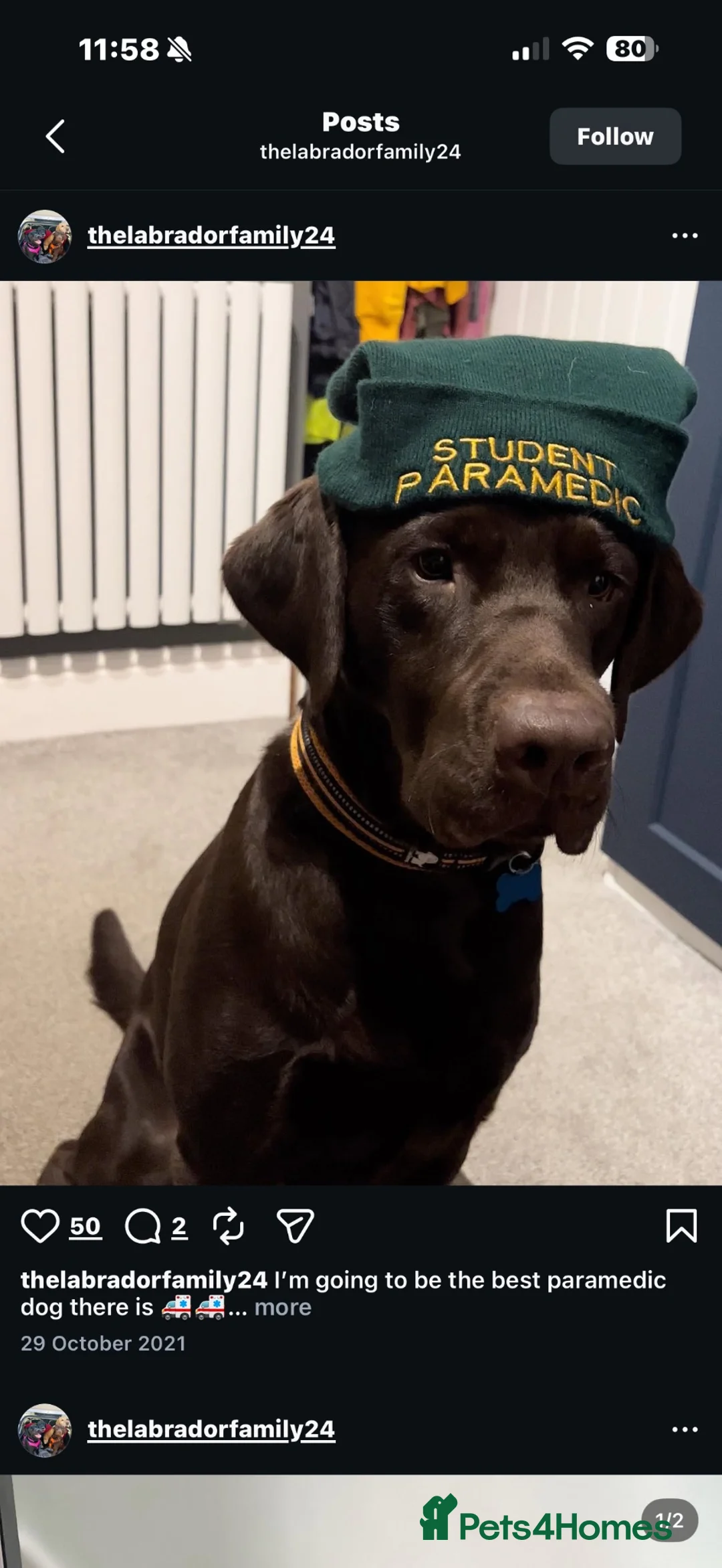 Labrador Retriever dogs for sale: BEAUTIFUL KC CHOCOLATE LABRADOR PUPPIES in Doncaster - Advert 14