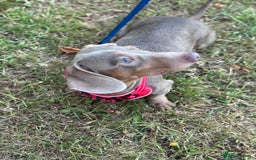 Miniature Dachshund dogs for sale: Junior dachshunds    in Telford - Image 1