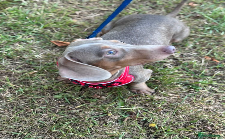 Miniature Dachshund dogs in Telford - Advert 11