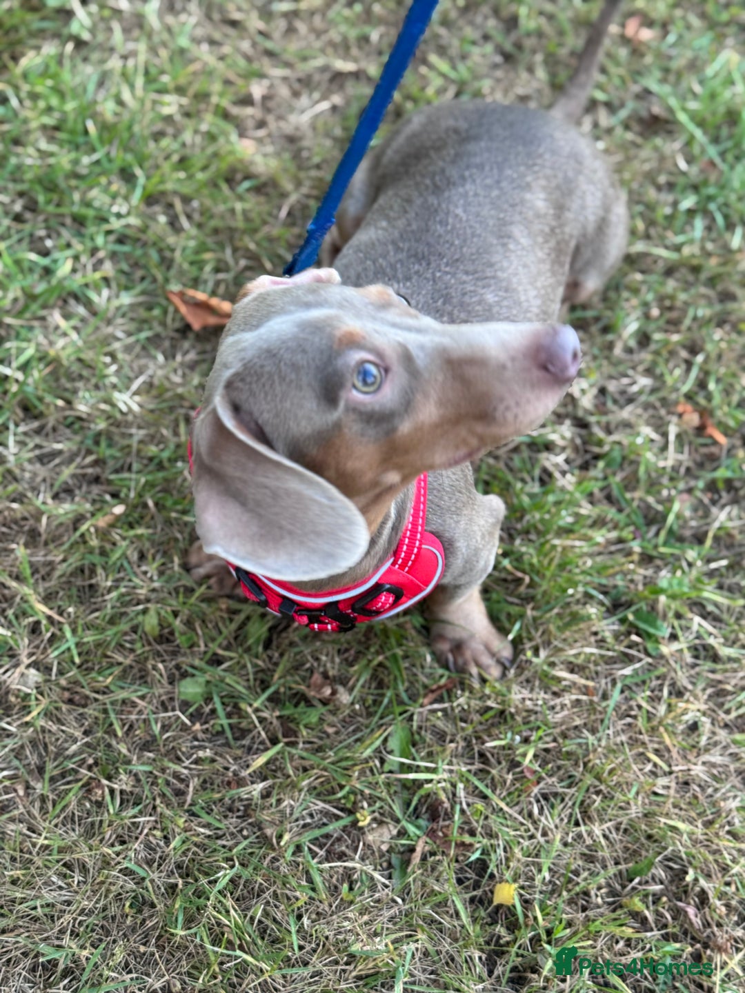 Miniature Dachshund dogs for sale: Junior dachshunds    in Telford - Image 1