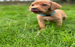 Labrador Retriever dogs for sale: Fox Red Labrador Retrievers - Image 7