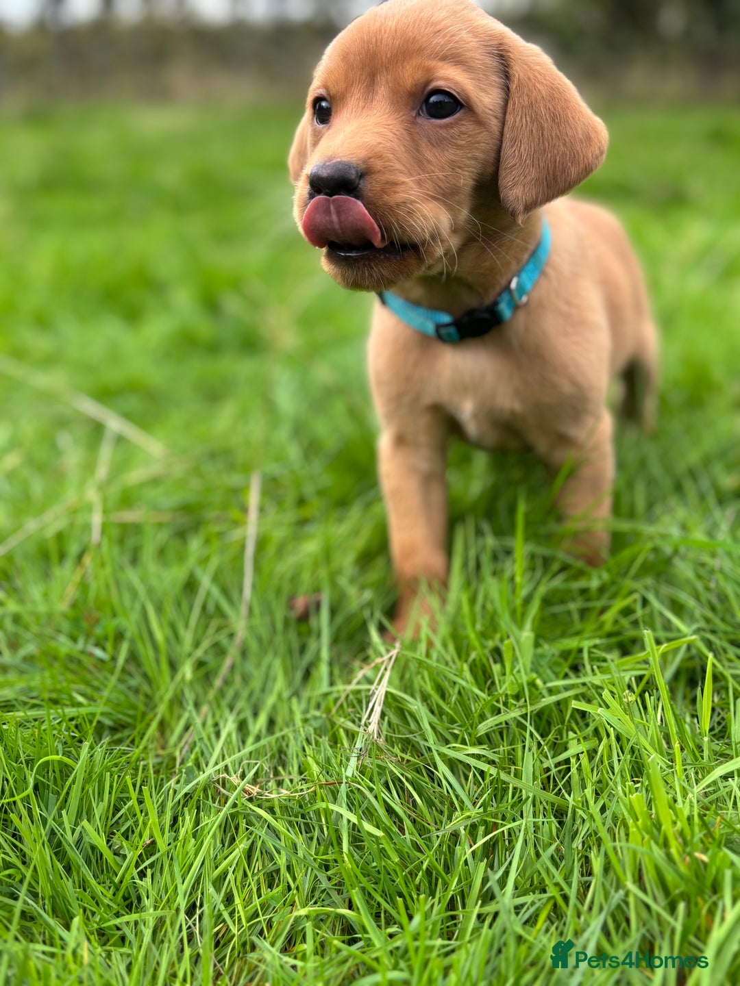 Labrador Retriever dogs for sale: Fox Red Labrador Retrievers - Image 7