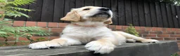 Golden Retriever dogs for sale: KC Reg Dark Red Golden Retriever-100% DNA Tested - Advert 19