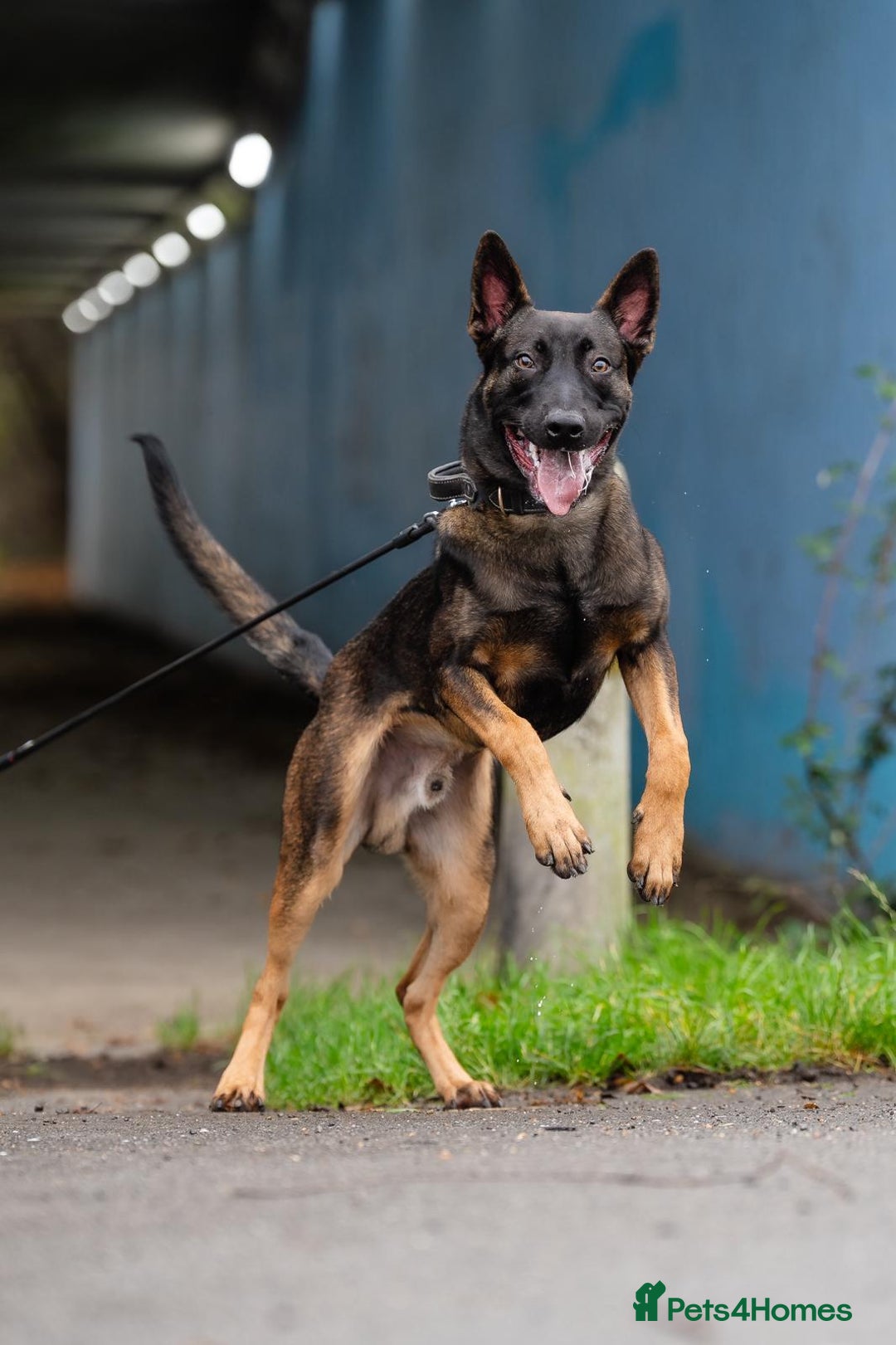 Belgian Shepherd Dog dogs for sale: Herder Bones 🦴 - Advert 15