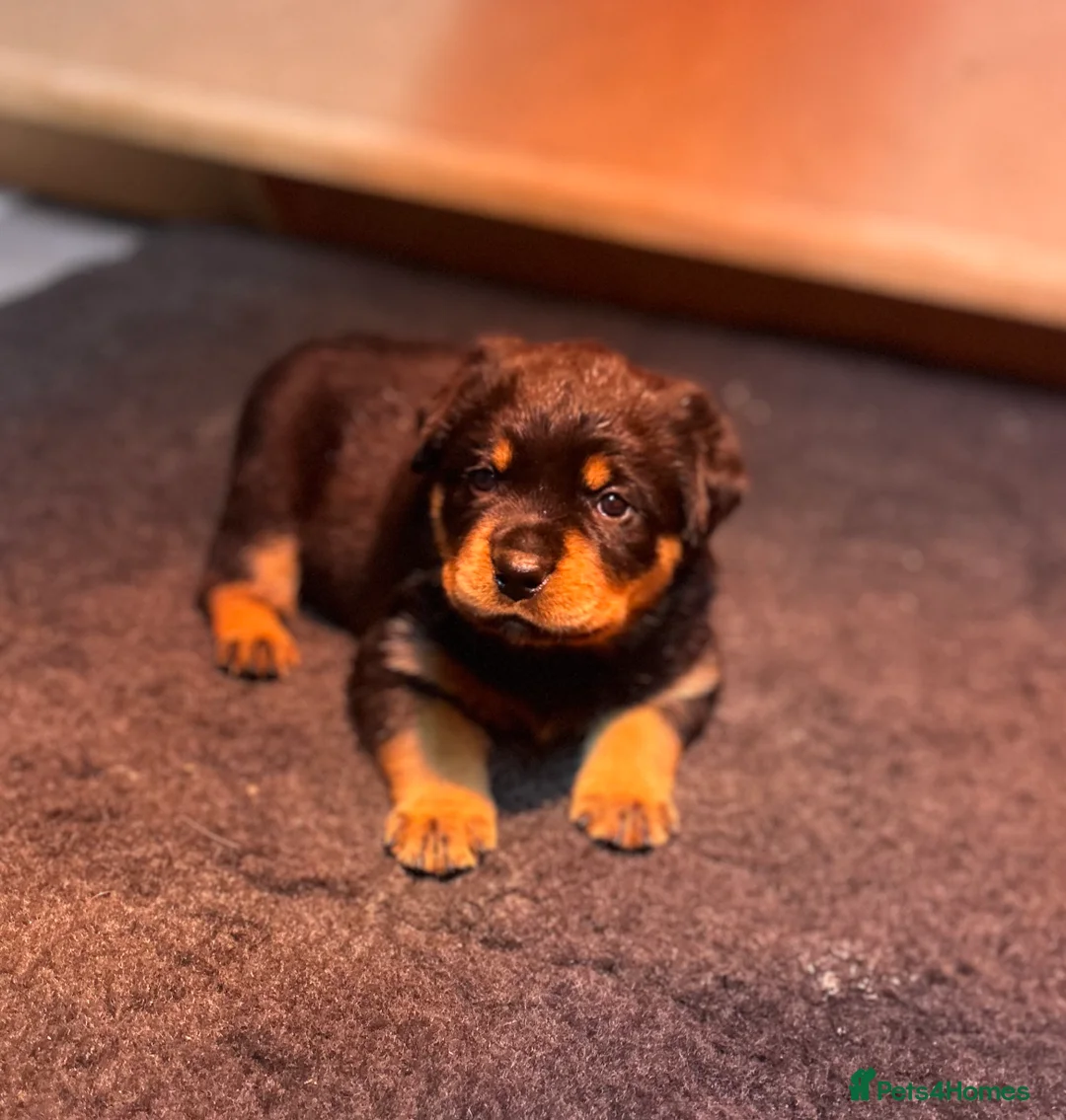 Rottweiler dogs for sale: Stunning KC registered Rottweiler puppies for sale - Advert 5