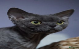 Devon Rex cats for sale: Ravel 💜male Devon Rex available  - Image 25