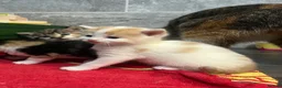 Domestic Shorthair cats for sale: Child friendly kittens in Langport - Advert 8