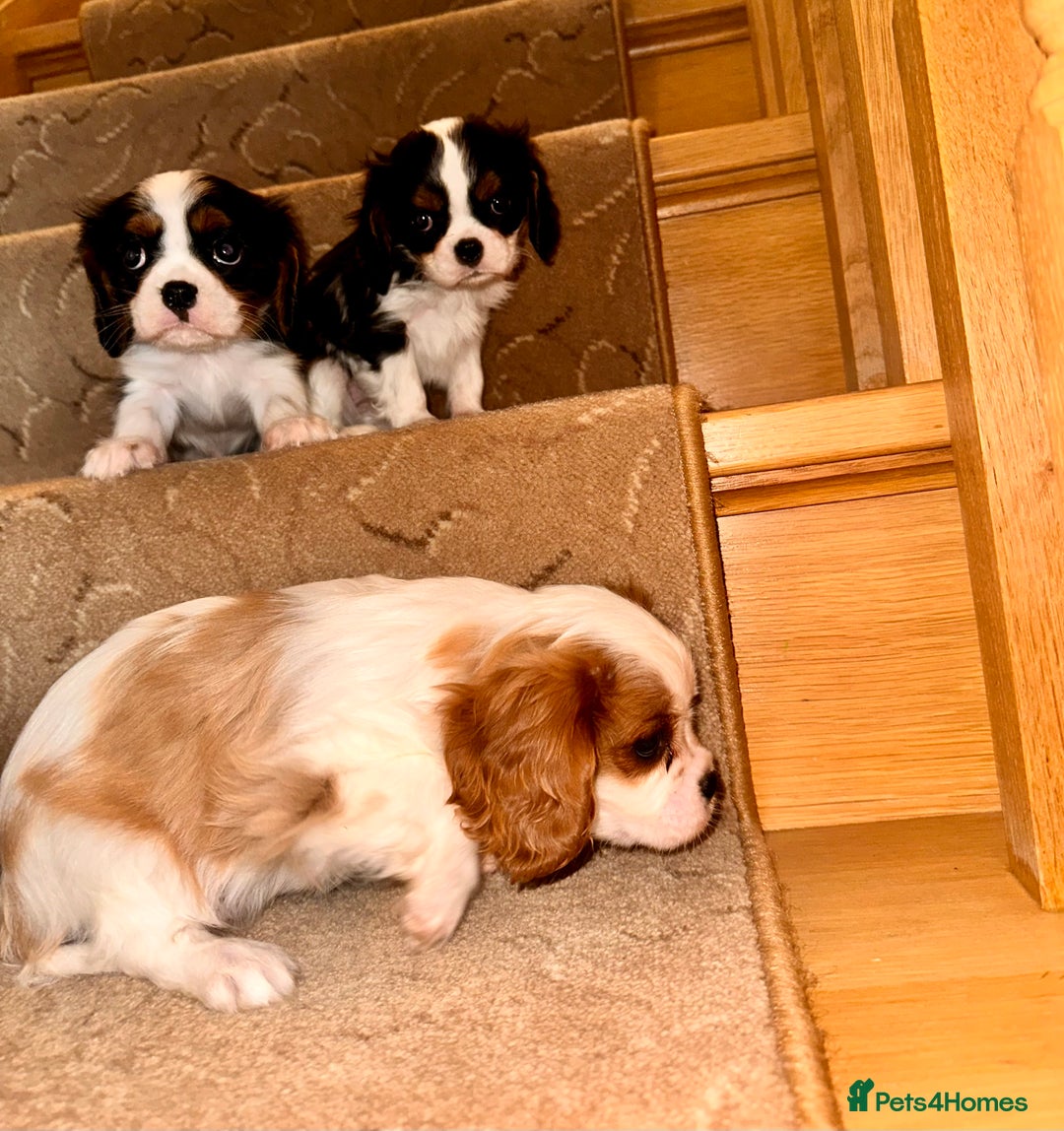 Cavalier King Charles Spaniel dogs for sale: Cavalier King Charles puppy’s  - Advert 8