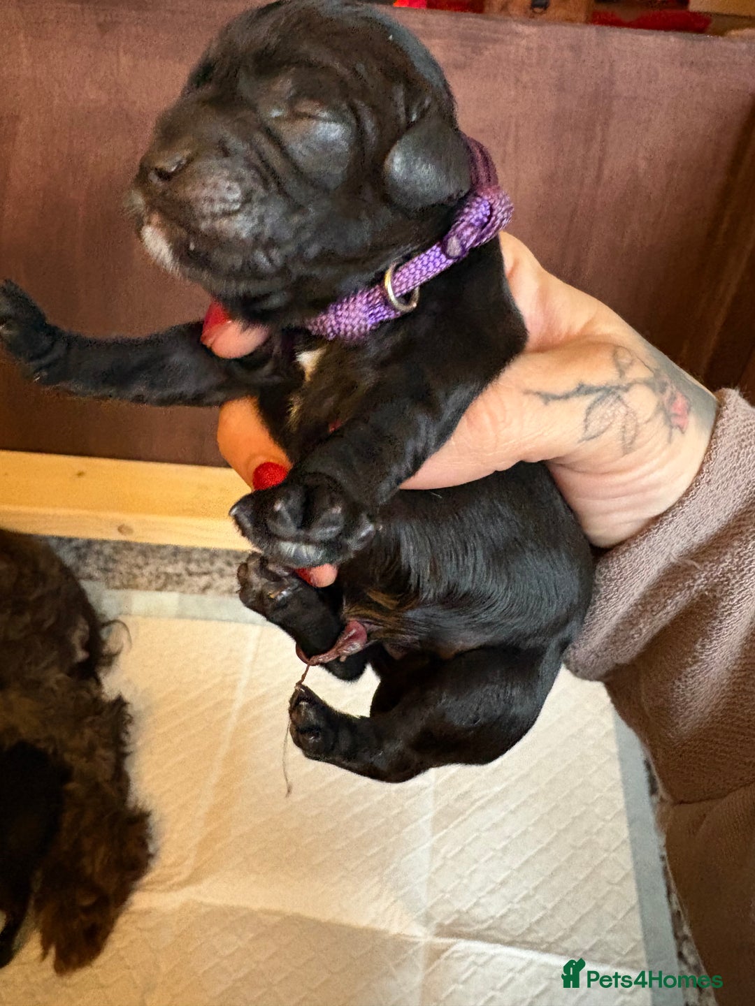 Mixed Breed dogs for sale: Beautiful Cavapoo puppies  - Advert 25